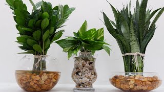 How to Tie and Arrange 3 Plants + Grow in Water with Glass Vase for Center Table at Home