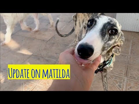 matilda-update---she-finally-feels-happier!