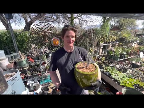 Video: Growing Ocotillo In A Pot: How To Grow Ocotillo Plant In A Container