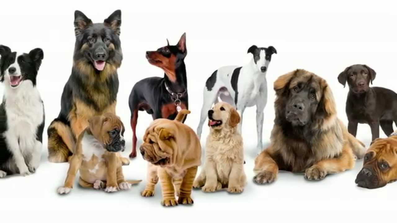 Улучшение породы человека. Разные породы собак. Много собак. Селекция собак. Несколько собак.