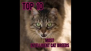 Top 10 most intelligent cat breeds