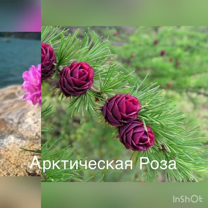Растения Арктики - YouTube