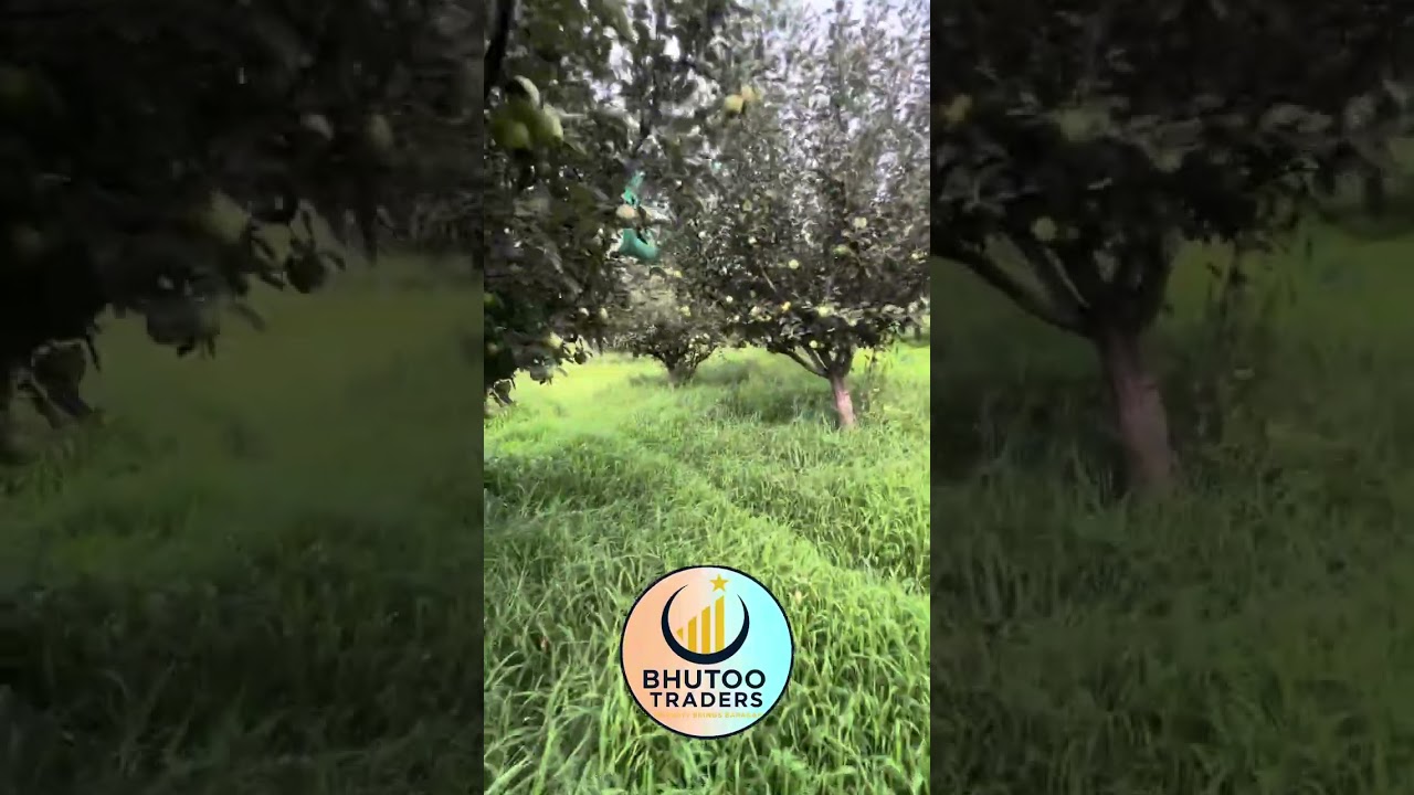 Alternaria And Leaf Blotch