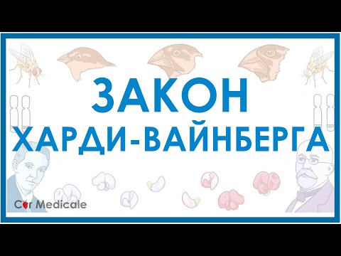 Видео: Как вы решаете проблемы Харди Вайнберга?