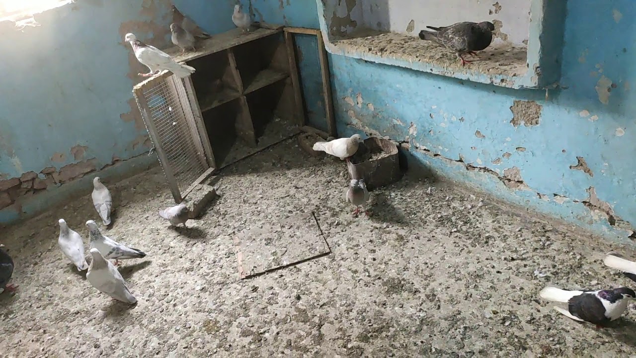 Delhi pigeon shop all pigeon sale Delhi YouTube