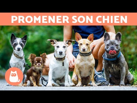 Vidéo: Promener Le Chien : Avantages Et Inconvénients