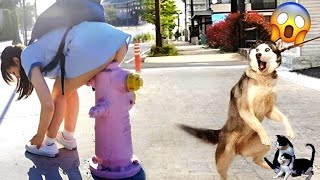 New Funniest Dogs And Cats 2024 😅 - Best Funniest Animal Videos #39