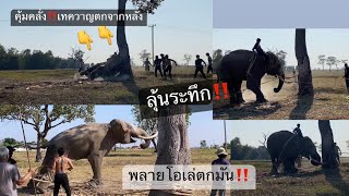 ลุ้นระทึก‼️ ช้างตกมันคุ้มคลั่ง‼️เทควาญตกจากหลัง #พลายโอเล่