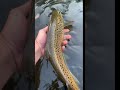 Until we meet again fish fishing catchandrelease flyfishing trout browntrout fishing.