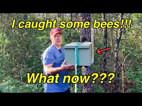 FREE BEES (Swarm Trap) | Now What? | Re-setting Swarm Trap/Bait Hive | Fun stuff!