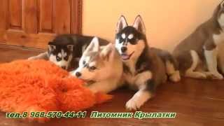 Щенки Сибирский Хаски (Клуб ) Wingsdog.ru Щенки Сибирский Хаски (Клуб ) Wingsdog.ru