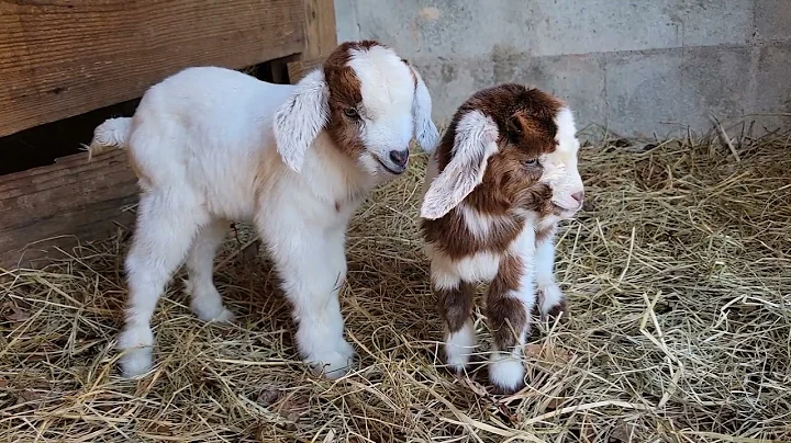 Down on the farm with two beautiful baby goats