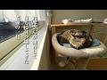 お母さんが他界して実家で一人暮らしをしていた猫（ミコ）の日向ぼっこに癒される