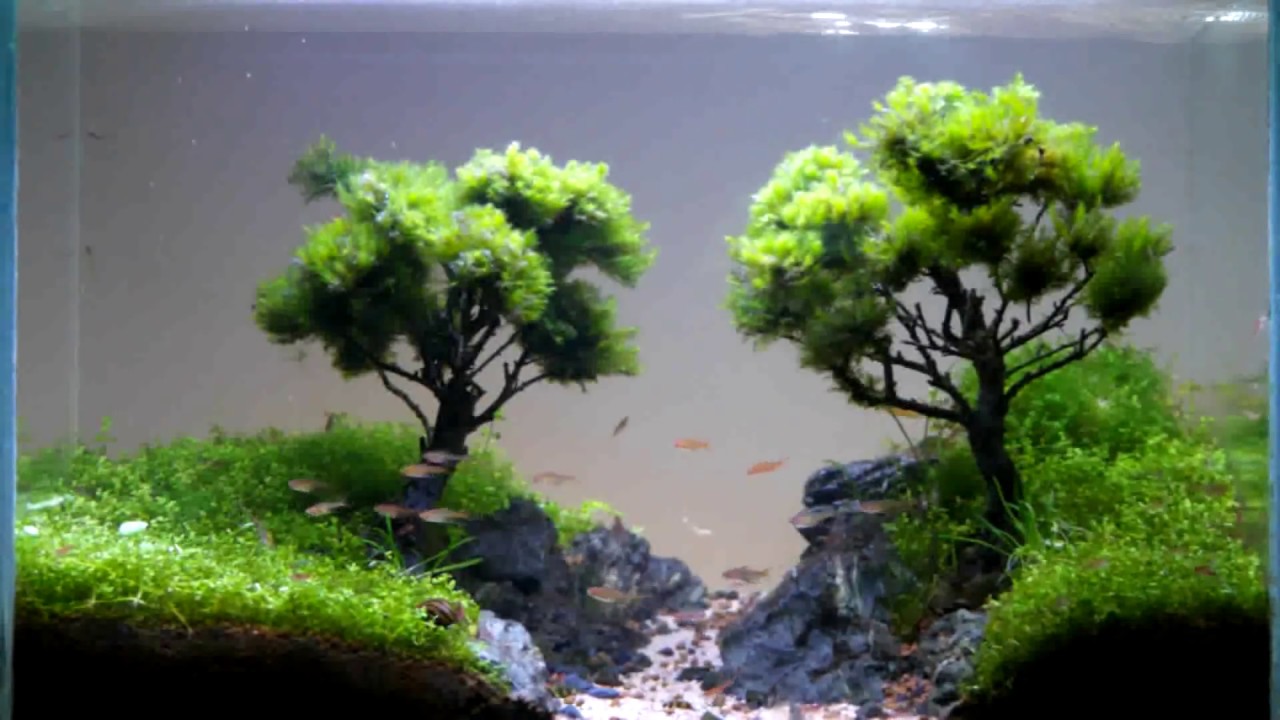  bonsai  aquarum Doovi