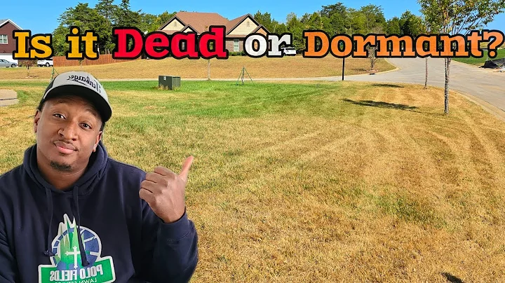Is My Lawn Dead or Just Dormant?