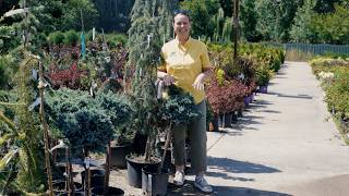 PETITTI What s in Store Specialty Evergreens August 2026