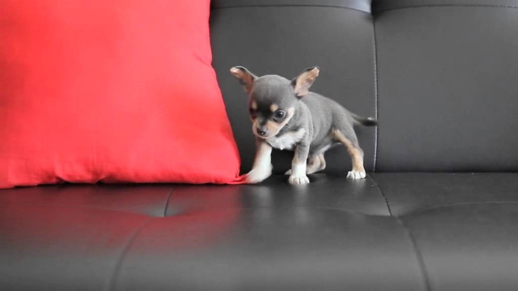 grey chihuahua