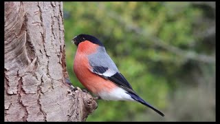 Beautiful bird 🦢 4K video.  Download from pixabay