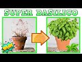 BASILICO SUPER, 7 COSE DA FARE A MARZO per aver un basilico perfetto IN CASA, BASILICO CURE, BASILC