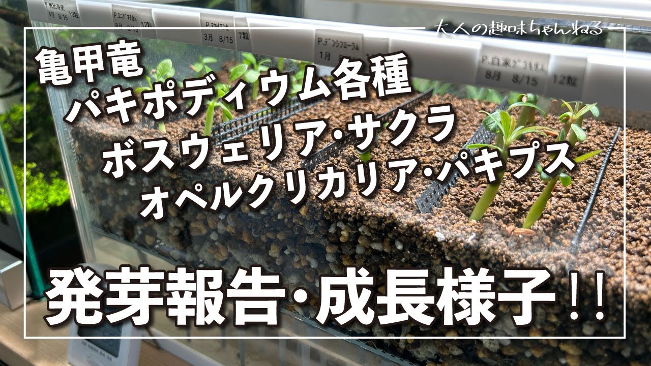 【塊根植物】パキポディウム各種、ボスウェリアサクラ、パキプス、亀甲竜発芽報告・成長様子！