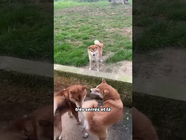 Dans le décodeur canin+ aujourd’hui communication canine changement d’humeur avec la queue qui remue