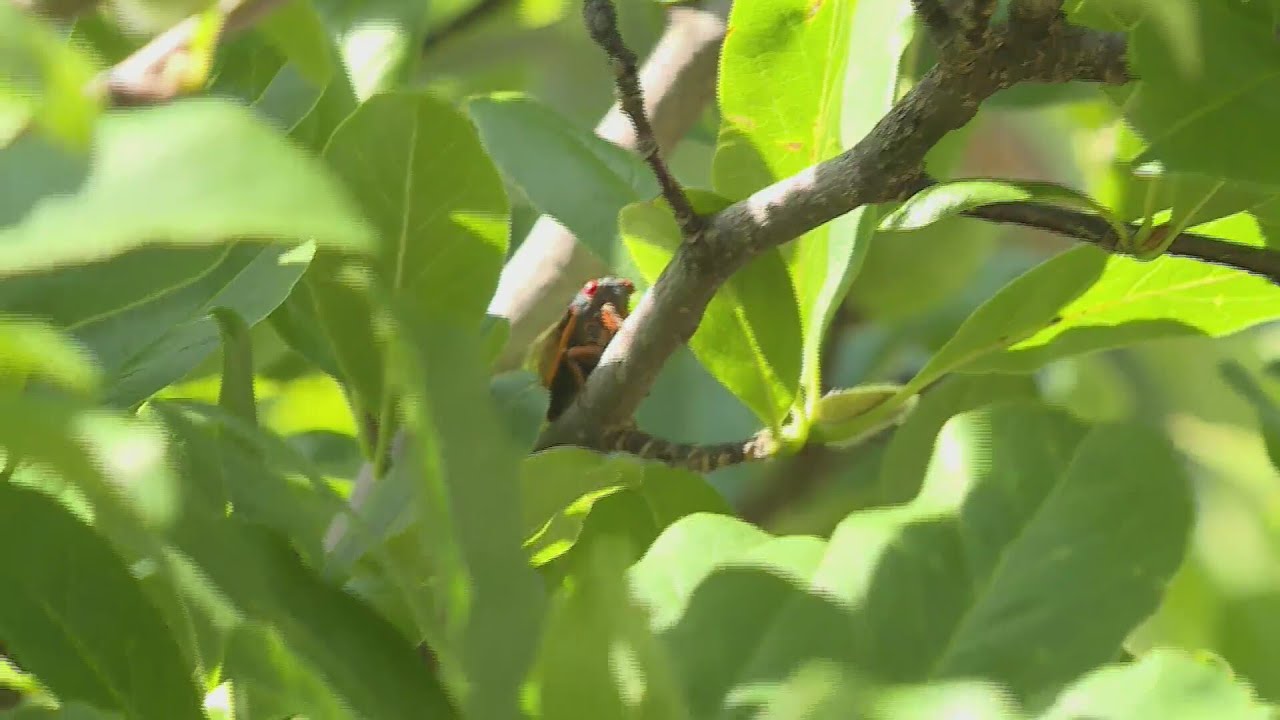 Cicada take over at Craig Elementary in the Parkway School District