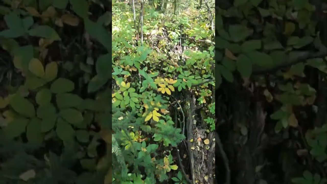THAT S A Headshot