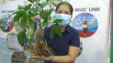 Phiên chợ Sâm Ngọc Linh tháng 6 II Cơ sở Huỳnh Sâm - 0983413770