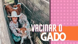Fui Vacinar o Gado e resgatar uma vaca | Canal Jeito de Cowboy