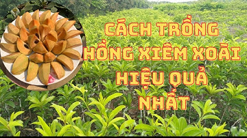 Kỹ Thuật Trồng Hồng Xiêm Xoài Đơn Giản| Nhà Vườn Vũ Tiến