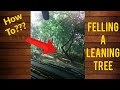 How to fell a tree with a chainsaw - Forward lean! #howto #chainsaw