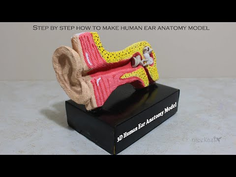 Step by step how to make 3D Human Ear Model Anatomy:STEM project for kids: school project