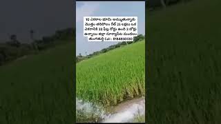 10 Acrs Land Sale || #farmer #realestate #agriculture #telangana #landforsale #lowbudget #farming