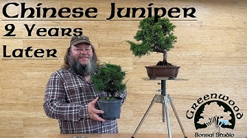 How to Style a Chinese Juniper - 2 Years Later! - Greenwood Bonsai