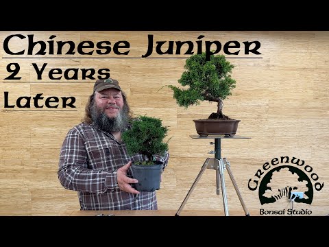 Video: Chinese jeneverbes - favoriet van naaldbomen in de tuin