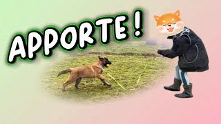 Initiation au rapport d’objet avec un chiot - je conseille ma fille avec ses bébés malinois