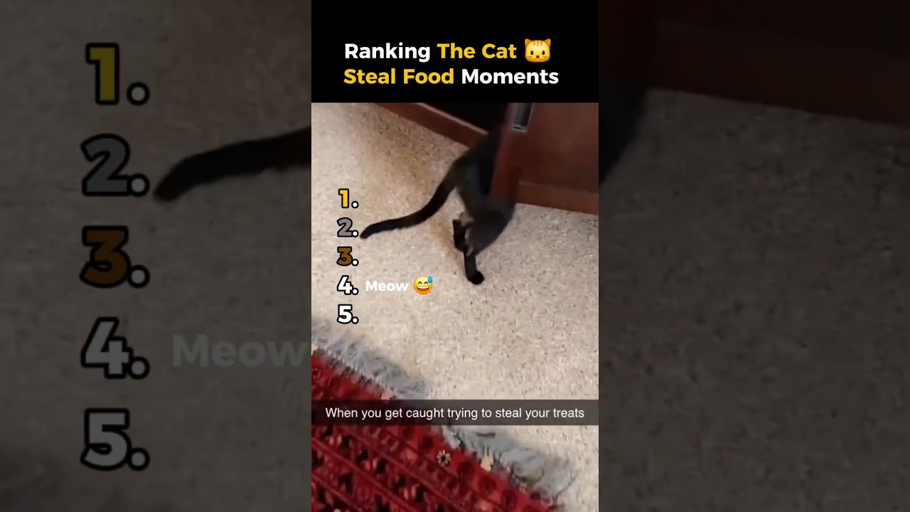 RANKING: Best Cat Food HEIST Moments Ever 🤣  