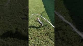 Pippin Loves The Water