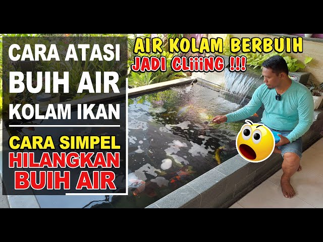 CARA MENGHILANGKAN BUIH AIR KOLAM IKAN‼️ class=