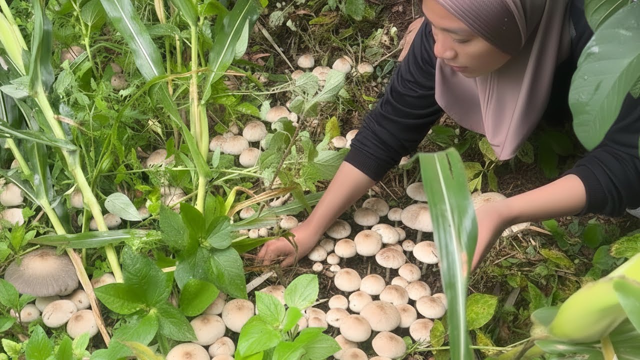 ALHAMDULILLAH Dapat Jamur Trucuk Yang Sangat Banyak
