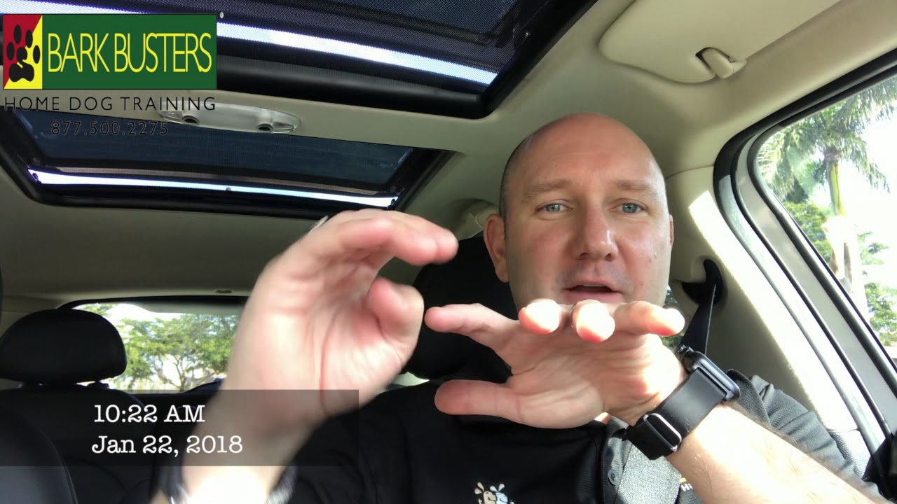 Bark Busters Home Dog Training YouTube