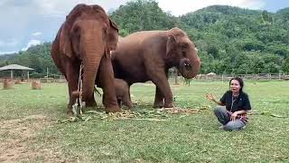 Download Lagu Welcoming  2 of our new residents, Mae Mai and her tiny daughter, Wan Mai, together - EleFlix MP3
