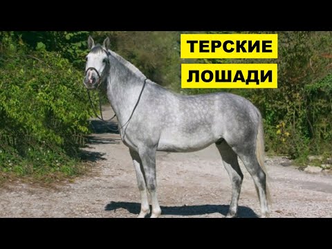 Терские лошади особенности и описание породы | Коневодство | Терская порода лошадей