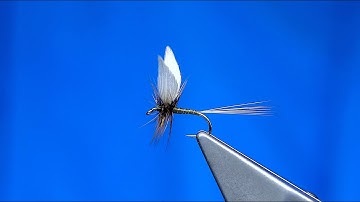 Tying a Hen Hackle Dry (Greenwells) with Davie McPhail