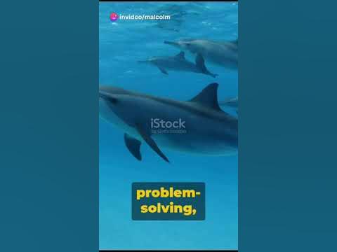 Are Dolphins smarter than humans? 🤔🐬 #shorts - YouTube