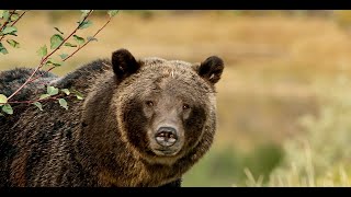 Grizzly Bear 399 - Rare -4K- Closeup-Wildlife Photography-Jackson Hole/Grand Tetons/Yellowstone Park