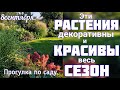 РАСТЕНИЯ которые держат КРАСОТУ сада , всегда АККУРАТНЫЕ  + минимум забот и хлопот.