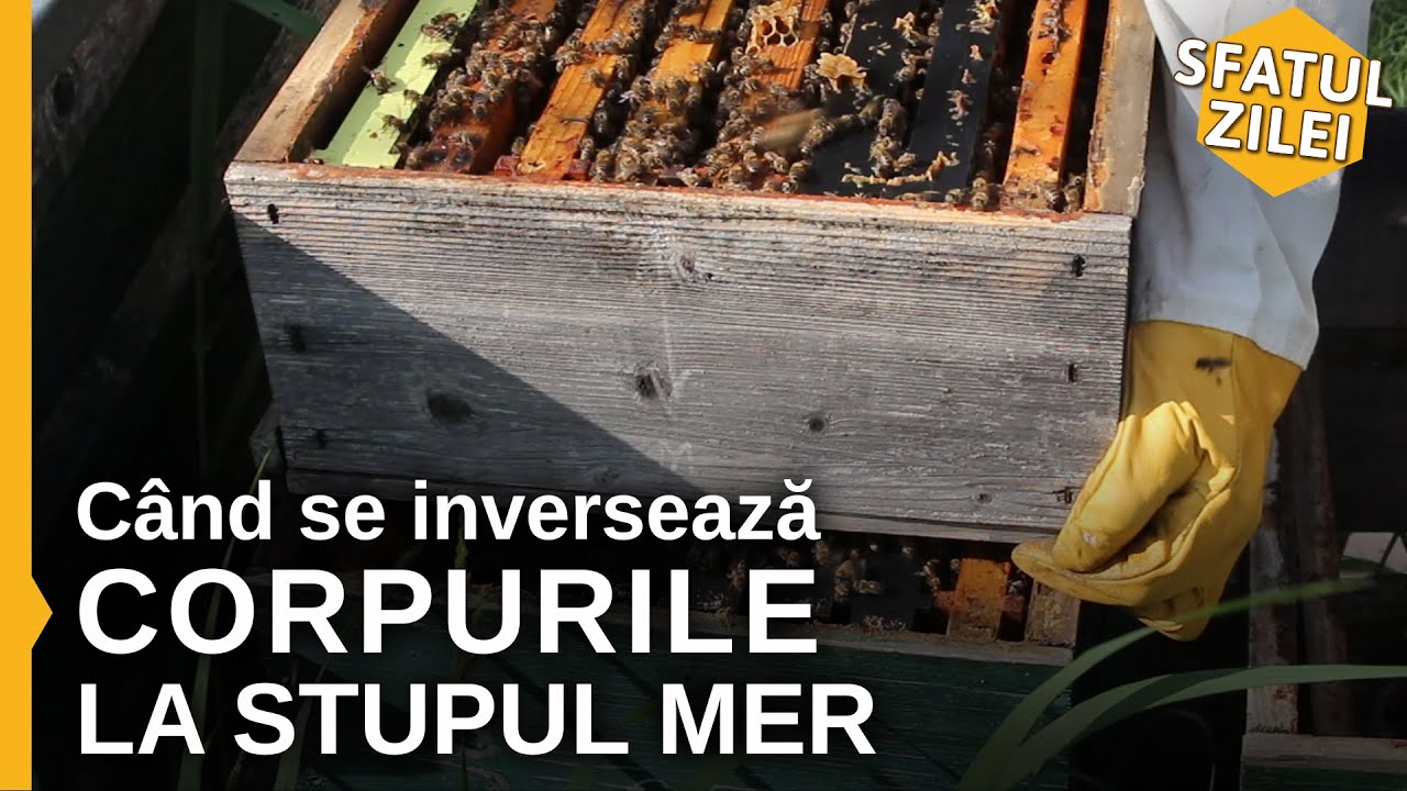 Cand se inverseaza CORPURILE LA STUPUL MER - Sfatul Zilei