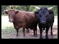 All cattle breeds  More than 320 breeds