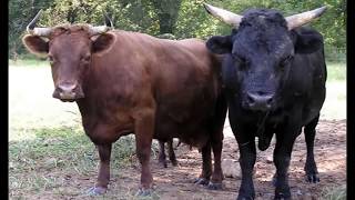 All cattle breeds  More than 320 breeds